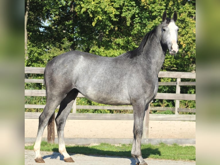 Oldenburg Castrone 3 Anni 163 cm Grigio in Berne