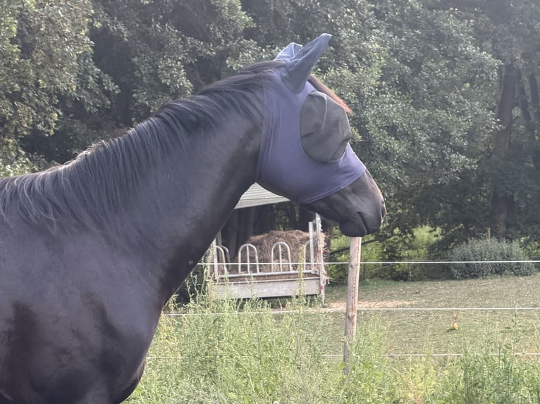 Oldenburg Castrone 3 Anni 163 cm Morello in Buch