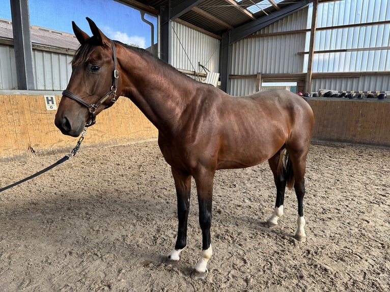 Oldenburg Castrone 3 Anni 164 cm Baio in Bad Zwischenahn