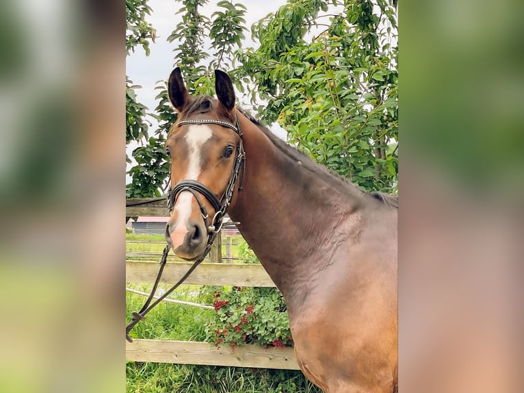 Oldenburg Castrone 3 Anni 164 cm Baio in Rieste