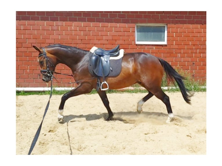 Oldenburg Castrone 3 Anni 164 cm Baio in Rieste