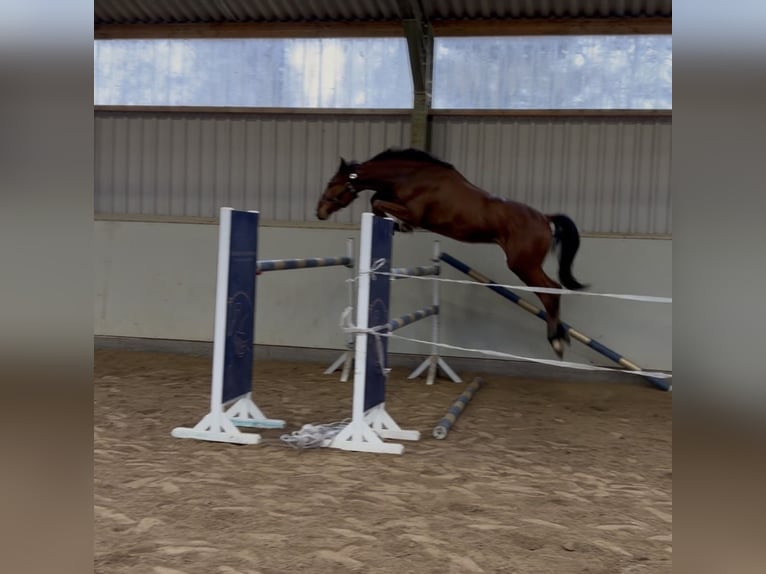 Oldenburg Castrone 3 Anni 165 cm Baio in Weiterstadt
