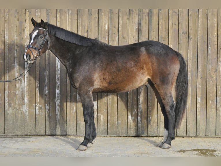 Oldenburg Castrone 3 Anni 165 cm Baio in Gummersbach