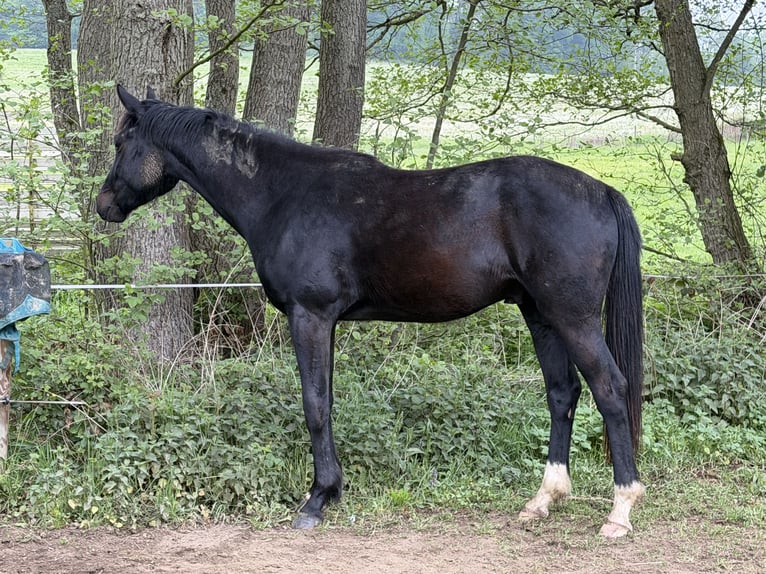 Oldenburg Castrone 3 Anni 165 cm Morello in Buch
