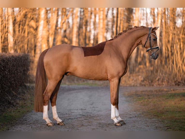 Oldenburg Castrone 3 Anni 165 cm Sauro in Wehringen