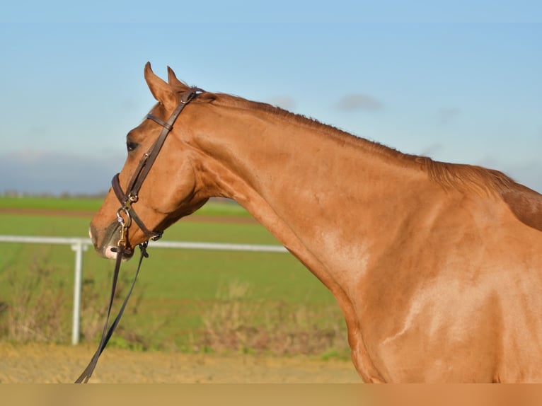 Oldenburg Castrone 3 Anni 165 cm Sauro in Geilenkirchen