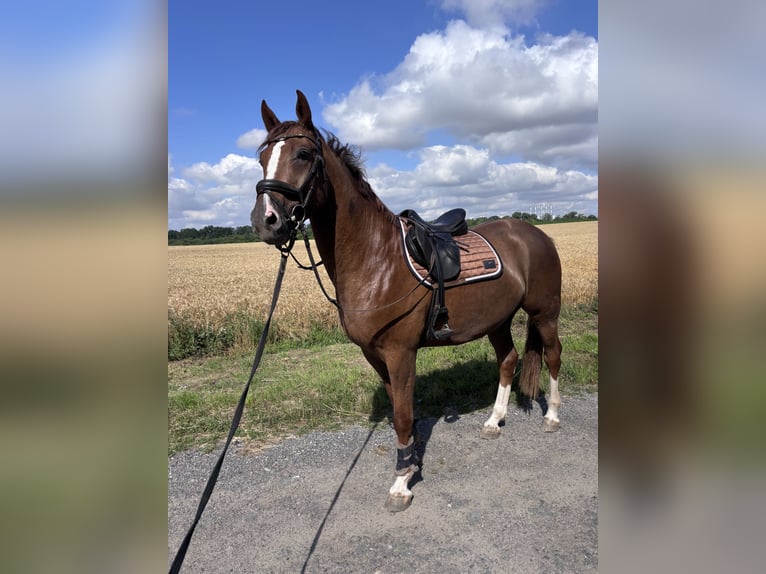 Oldenburg Castrone 3 Anni 165 cm Sauro in GlaubitzNünchritz