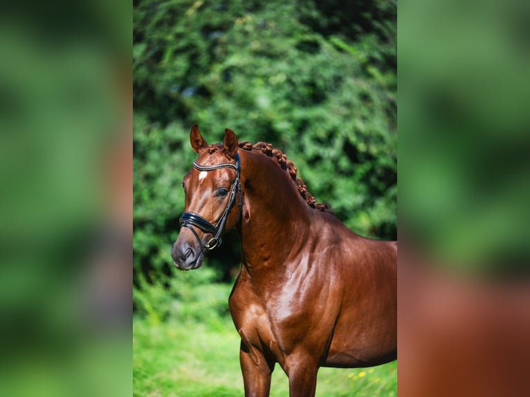 Oldenburg Castrone 3 Anni 165 cm Sauro scuro in Krimpen aan den IJssel