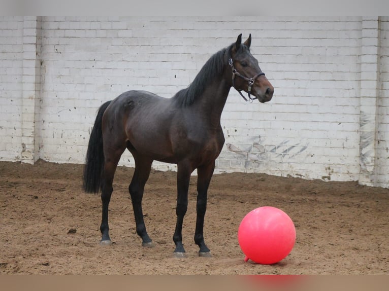Oldenburg Castrone 3 Anni 166 cm Baio scuro in Hiddenhausen
