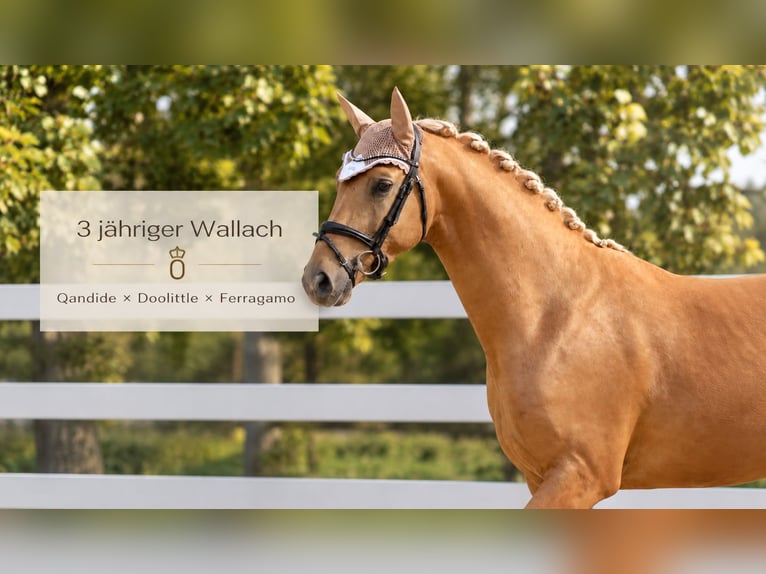 Oldenburg Castrone 3 Anni 166 cm Palomino in Krummhörn