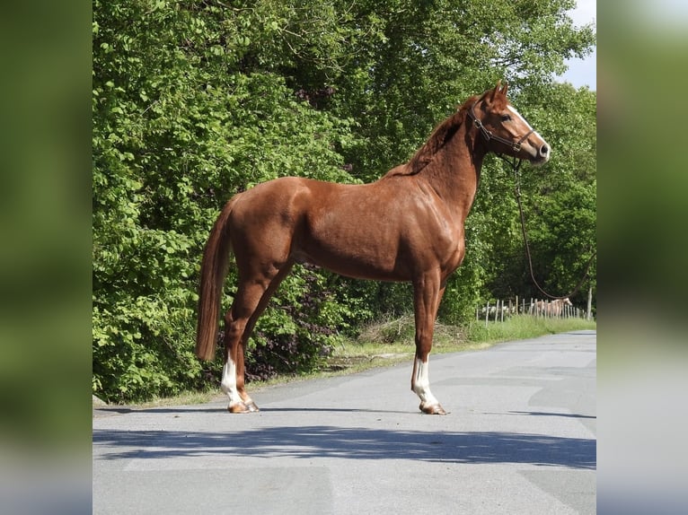 Oldenburg Castrone 3 Anni 166 cm Sauro in Verl