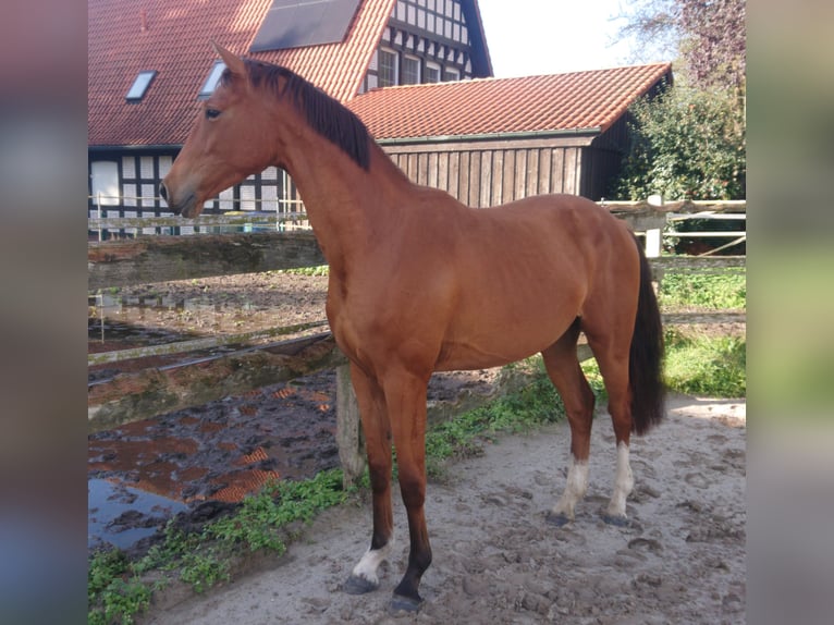 Oldenburg Castrone 3 Anni 167 cm Baio in Damme
