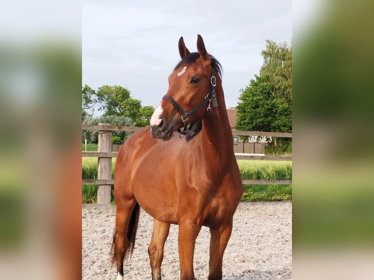Oldenburg Castrone 3 Anni 168 cm Baio in Belgique
