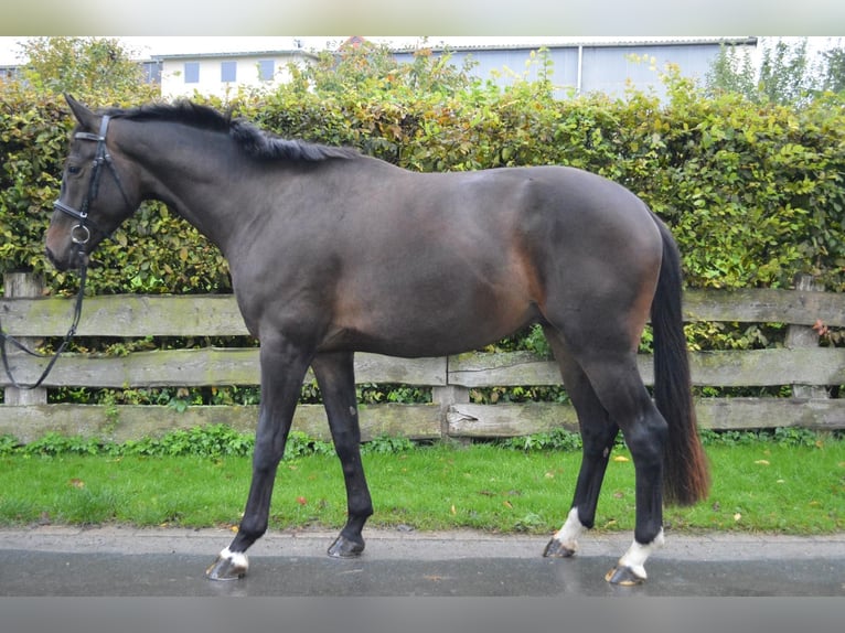 Oldenburg Castrone 3 Anni 168 cm Baio in Einbeck