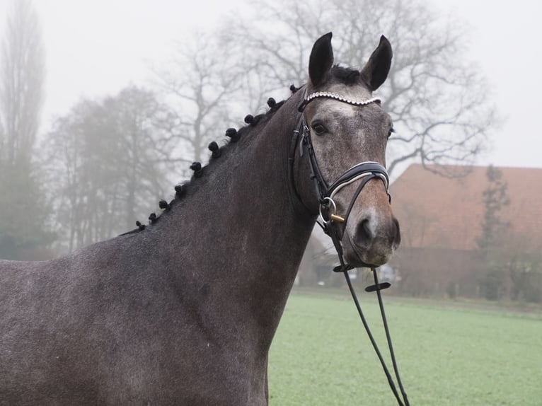 Oldenburg Castrone 3 Anni 168 cm Grigio ferro in Bramsche