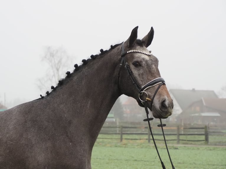 Oldenburg Castrone 3 Anni 168 cm Grigio ferro in Bramsche