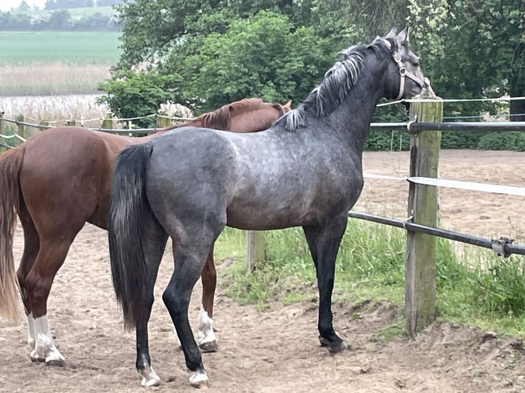Oldenburg Castrone 3 Anni 168 cm Grigio ferro in Nünchritz