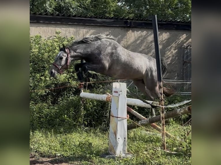 Oldenburg Castrone 3 Anni 168 cm Grigio ferro in Nünchritz