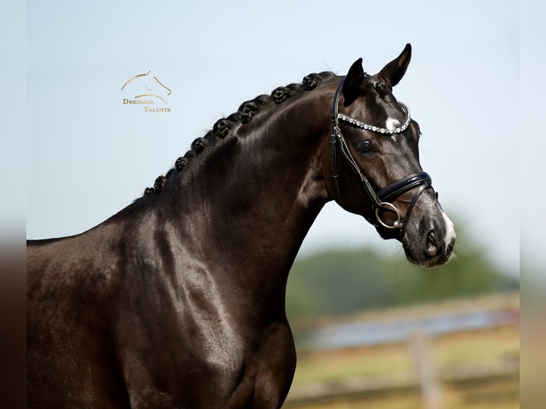 Oldenburg Castrone 3 Anni 168 cm Morello in Diepholz