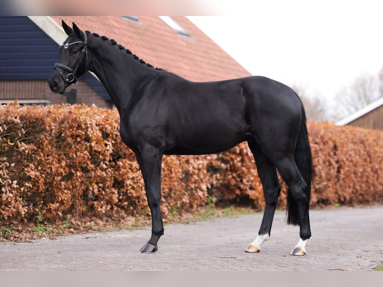 Oldenburg Castrone 3 Anni 168 cm Morello in Gieten