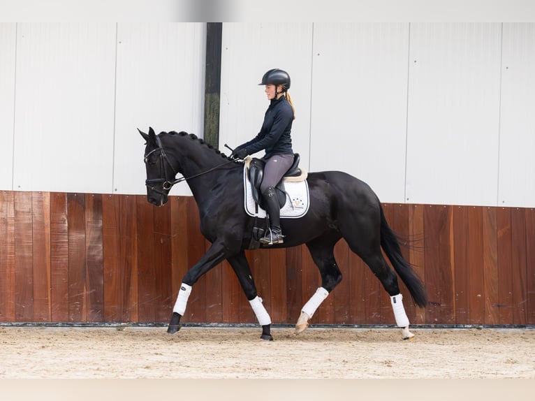 Oldenburg Castrone 3 Anni 168 cm Morello in Gieten