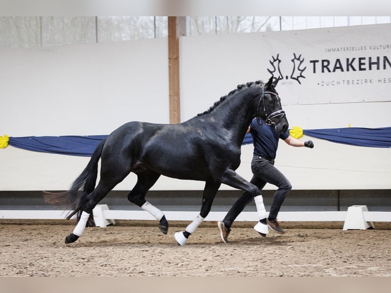 Oldenburg Castrone 3 Anni 168 cm Morello in Herbstein