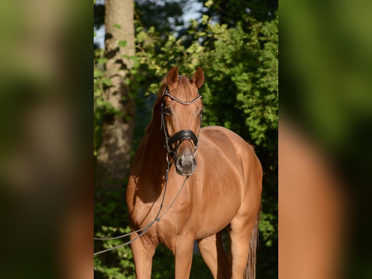 Oldenburg Castrone 3 Anni 168 cm Sauro in Jever