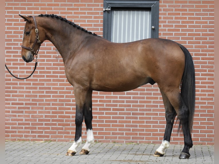 Oldenburg Castrone 3 Anni 169 cm Baio in Zieuwent
