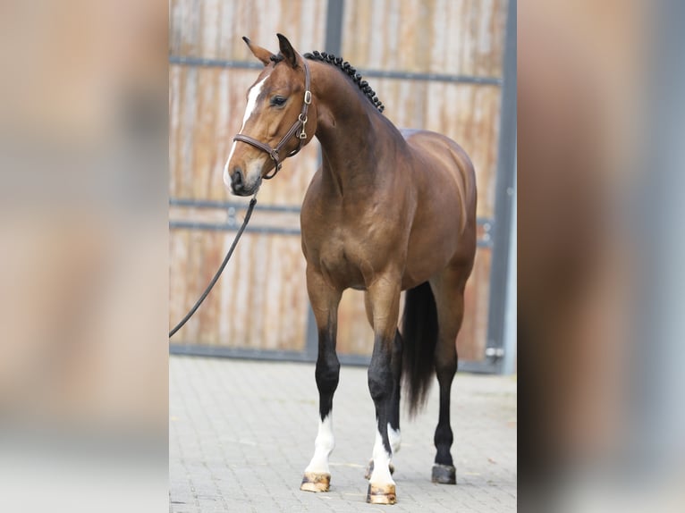 Oldenburg Castrone 3 Anni 169 cm Baio in Zieuwent