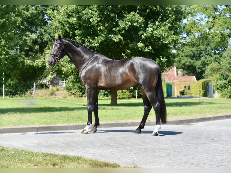 Oldenburg Castrone 3 Anni 169 cm Baio nero in Großefehn Ostgroßefehn