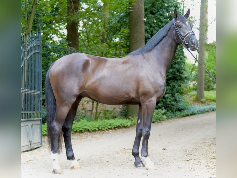 Oldenburg Castrone 3 Anni 169 cm Morello in Lohne (Oldenburg)