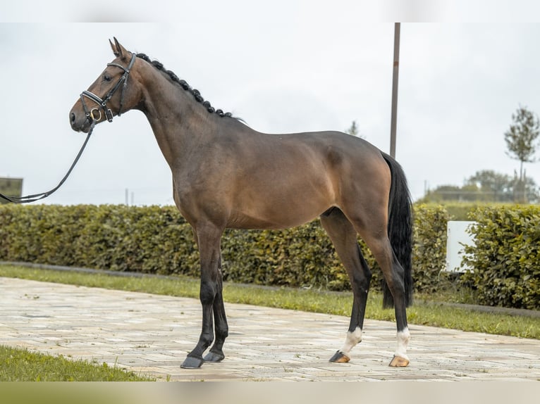 Oldenburg Castrone 3 Anni 170 cm Baio in Gomadingen