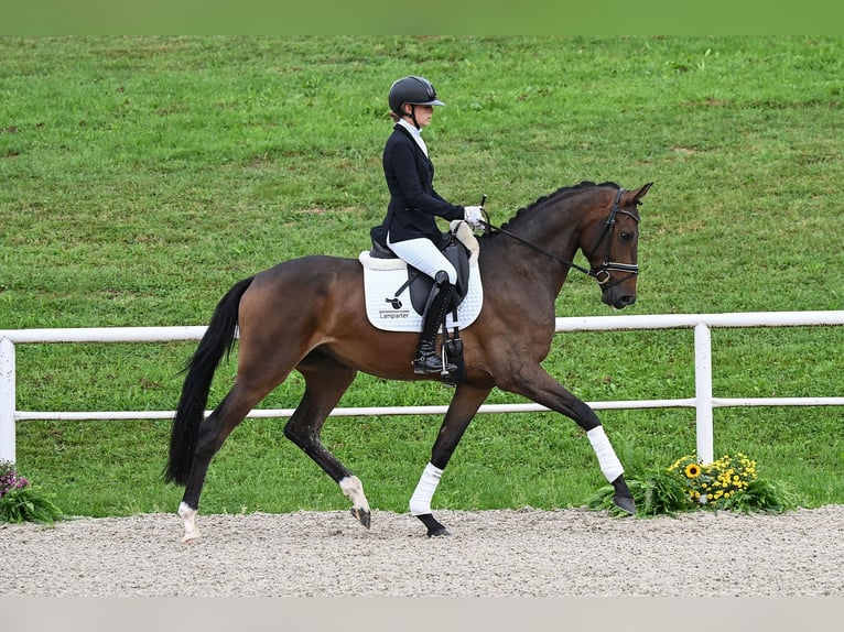 Oldenburg Castrone 3 Anni 170 cm Baio in Gomadingen