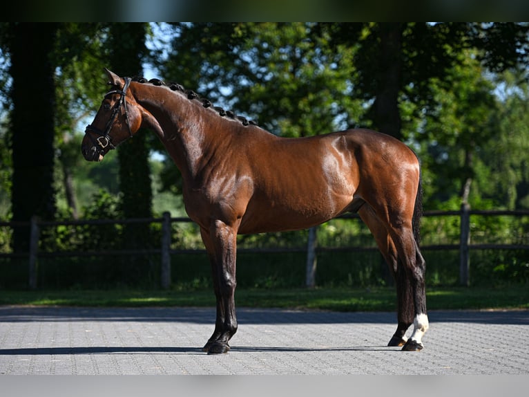 Oldenburg Castrone 3 Anni 170 cm Baio in Vorden