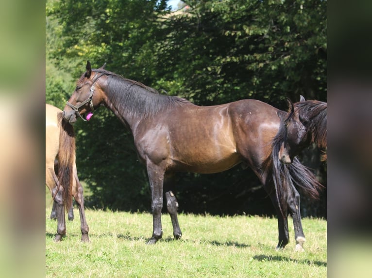 Oldenburg Castrone 3 Anni 170 cm Baio scuro in GROTE-BROGEL