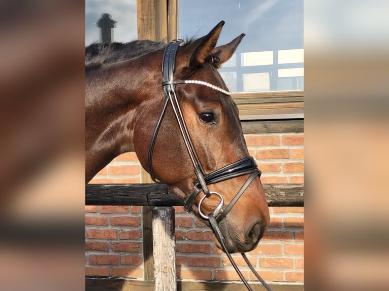 Oldenburg Castrone 3 Anni 170 cm Baio scuro in Heidesheim am Rhein