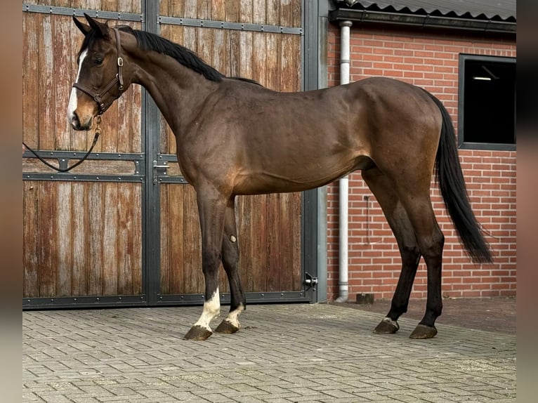 Oldenburg Castrone 3 Anni 170 cm  in GROTE-BROGEL