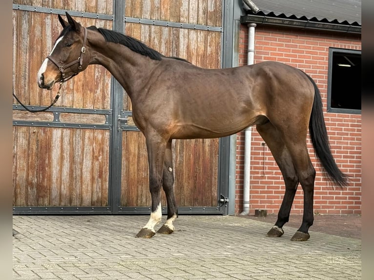Oldenburg Castrone 3 Anni 170 cm  in GROTE-BROGEL