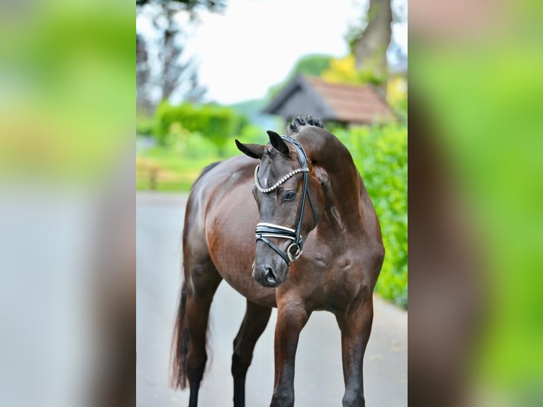 Oldenburg Castrone 3 Anni 170 cm Morello in Hude (Oldenburg)