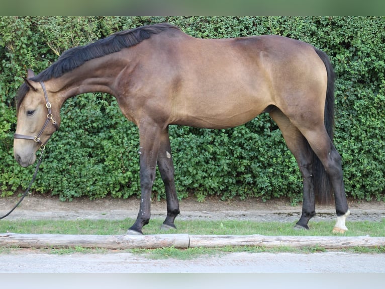 Oldenburg Castrone 3 Anni 170 cm Pelle di daino in Velten