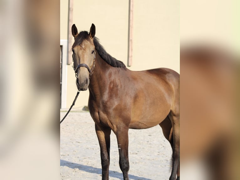Oldenburg Castrone 3 Anni 170 cm Pelle di daino in Velten