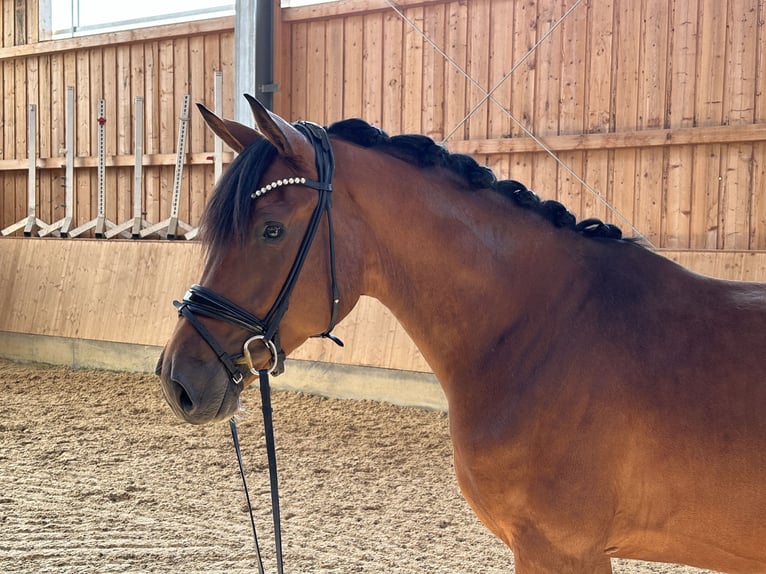 Oldenburg Castrone 3 Anni 171 cm Baio in Jengen