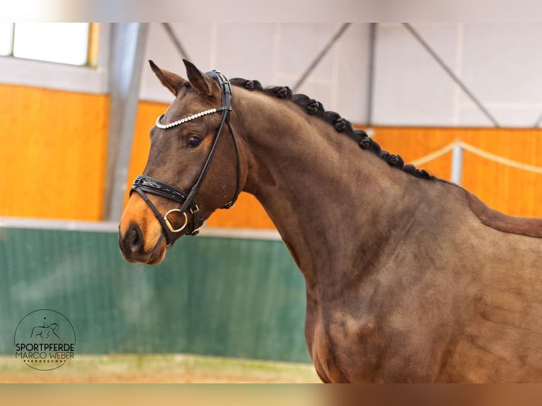 Oldenburg Castrone 3 Anni 171 cm Baio scuro in Bad Zwischenahn