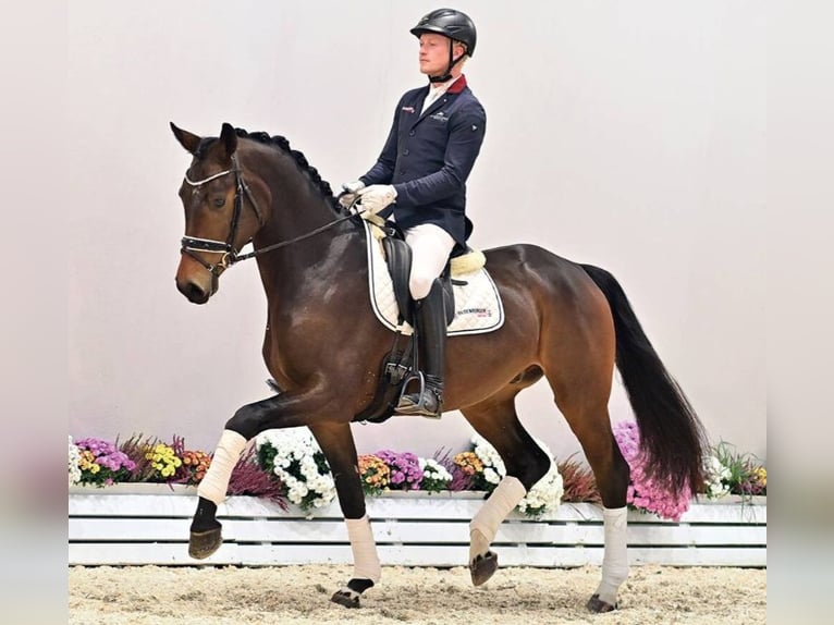 Oldenburg Castrone 3 Anni 171 cm Baio scuro in Vechta
