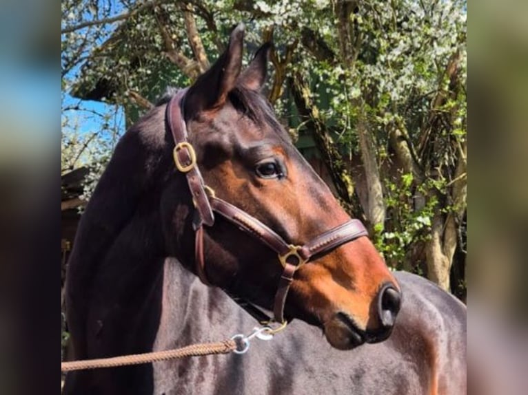 Oldenburg Castrone 3 Anni 172 cm Baio scuro in Kronberg im Taunus