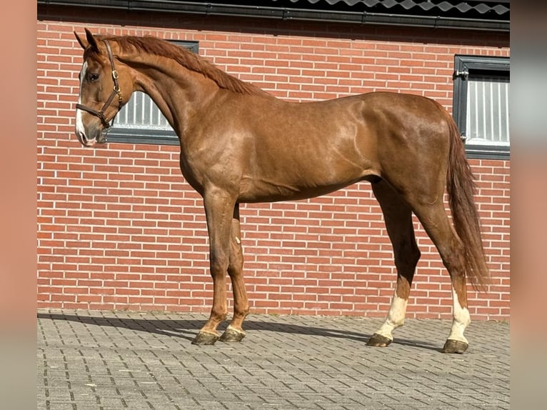 Oldenburg Castrone 3 Anni 172 cm  in GROTE-BROGEL