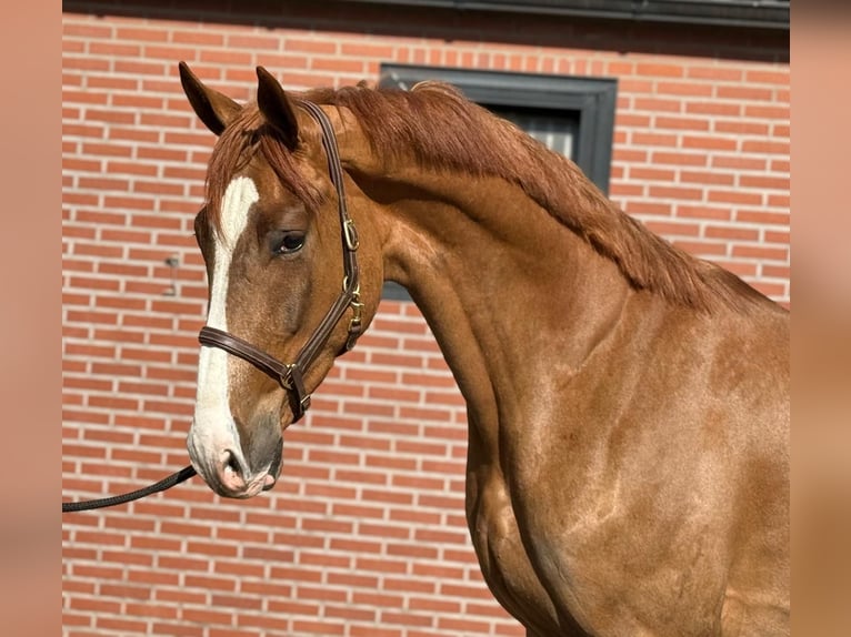 Oldenburg Castrone 3 Anni 172 cm  in GROTE-BROGEL