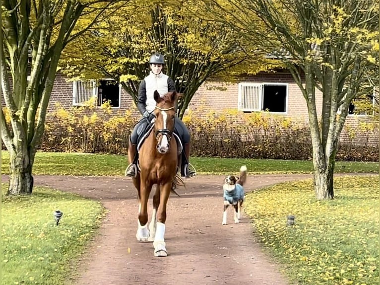 Oldenburg Castrone 3 Anni 172 cm Sauro in Fürstenau