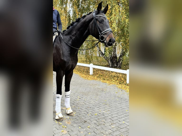 Oldenburg Castrone 3 Anni 173 cm Baio scuro in Groß Kreutz