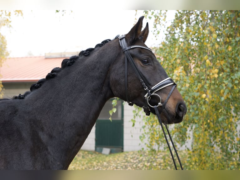 Oldenburg Castrone 3 Anni 173 cm Baio scuro in Groß Kreutz